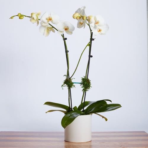 White Double Orchid Plant