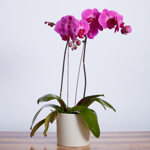 Purple Double Orchid Plant